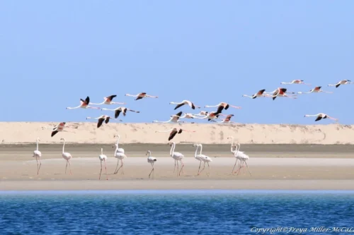 Kitesurf Camp en Dakhla, Marruecos | Free Your Mind Experience
